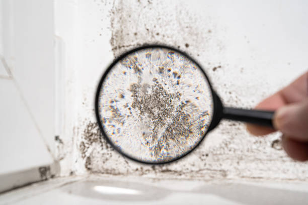 Best Residential Mold Inspection & Testing  in Bernalillo, NM